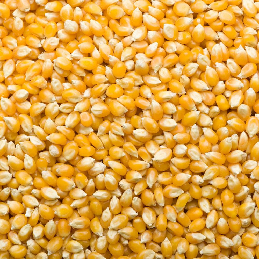 Shop Corn Kernels in UAE (Dubai, Sharjah, Abu Dhabi, Ajman) - Mangoes.ae