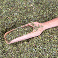 Dried Mint Leaves