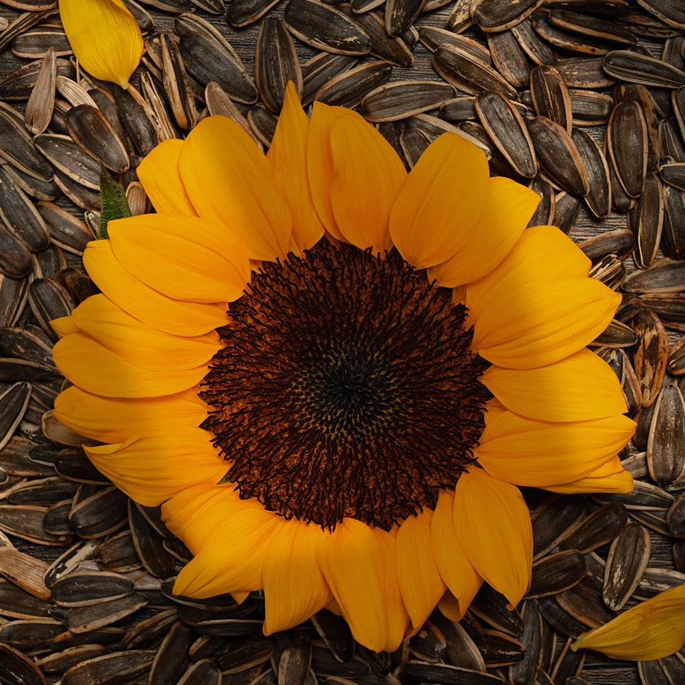Shop Sunflower Seeds Roasted in UAE (Dubai, Sharjah, Abu Dhabi, Ajman) - Mangoes.ae