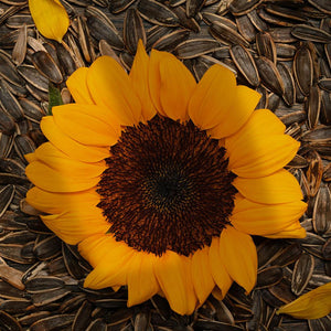 Shop Sunflower Seeds Roasted in UAE (Dubai, Sharjah, Abu Dhabi, Ajman) - Mangoes.ae
