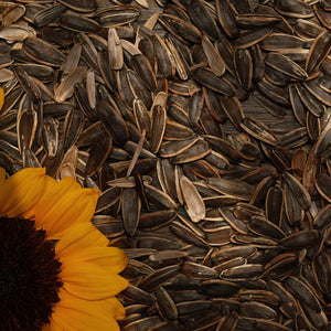 Shop Sunflower Seeds Roasted in UAE (Dubai, Sharjah, Abu Dhabi, Ajman) - Mangoes.ae