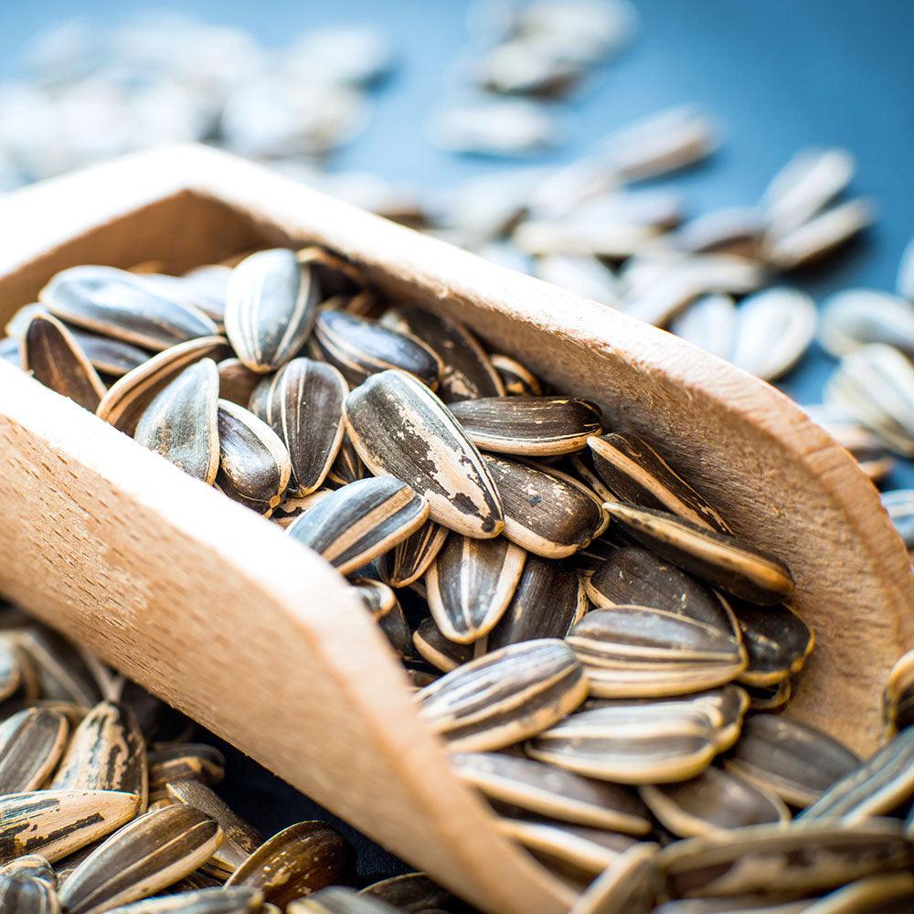 Shop Sunflower Seeds Roasted in UAE (Dubai, Sharjah, Abu Dhabi, Ajman) - Mangoes.ae