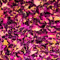 Dried Rose